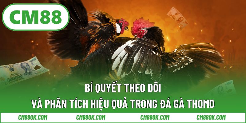 Bí Quyết Theo Dõi Và Phân Tích Hiệu Quả Trong Đá Gà Thomo
