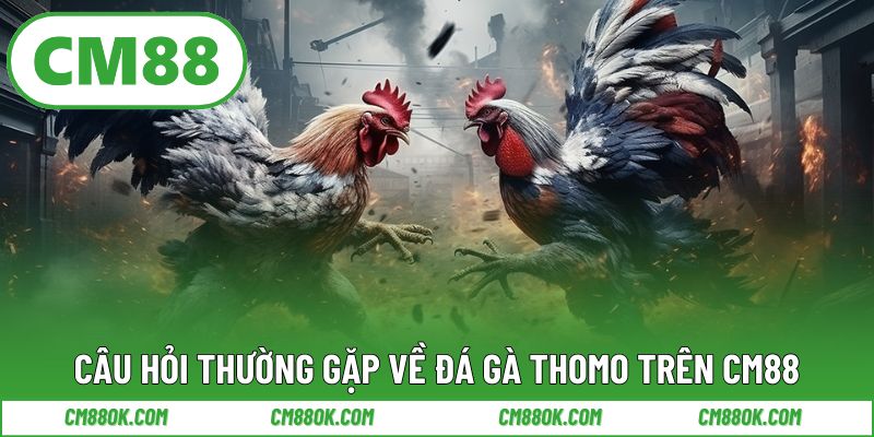Câu Hỏi Thường Gặp Về Đá Gà Thomo Trên CM88